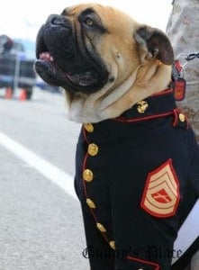 Custom retailored Marine Corps uniforms for bulldogs! The famous Gunny Monster.