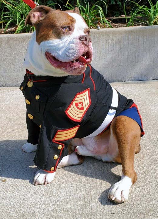 US Marine Corps bulldog uniform mascot costume